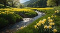 Serene River Flowing Through a Meadow of Vibrant Yellow Daffodils on a Sunny Spring Day. Royalty Free Stock Photo