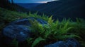 Serene Evening Landscape: Lush Ferns Growing on Rocks at Dusk Royalty Free Stock Photo