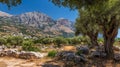 Serene Landscape with Olive Trees and Mountains in a Mediterranean Setting Royalty Free Stock Photo