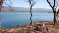 Serene landscape, photo of lake with mountains and a small central tree Royalty Free Stock Photo