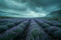 Serene Lavender Field at Dusk with Majestic Mountain Backdrop and Moody Sky Royalty Free Stock Photo