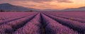 The serene lavender field under a colorful sunset with distant mountains..AI generated image Royalty Free Stock Photo