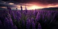 Serene Lavender Fields Beneath Sunlit Sky