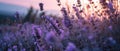 Serene Lavender Twilight A Peaceful Scene With Hues Of Lavender And Dusky Blue Royalty Free Stock Photo