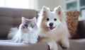 In a serene living room, two adorable pets, a dog and a cat. AI generative