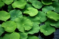 Serene Lotus Pond with Raindrops. Generative AI Royalty Free Stock Photo