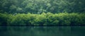 Serene Mangrove Waterscape - Eastern Tranquility. Concept Nature Photography, Tranquil Landscapes,