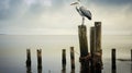 Serene Maritime Photography: Stork Perched On Old Pier