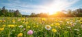 Serene meadow with white pink daisies, yellow dandelions, morning sunlight for stylish text Royalty Free Stock Photo