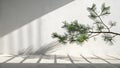 Serene Minimalist Interior with Pine Branch, Sunlight, and Geometric Shadows Royalty Free Stock Photo