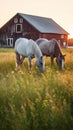 Sunset Grazing: Two Horses in a Field with Old Wooden Fence Royalty Free Stock Photo