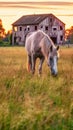 Sunset Grazing: Two Horses in a Field with Old Wooden Fence Royalty Free Stock Photo