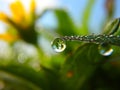 A Serene Moment in Nature: Morning Dew Drops on Green Grass with Flower Reflection Royalty Free Stock Photo