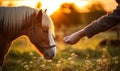 A Serene Moment: Person Petting Majestic Horse in a Picturesque Field