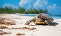 A Serene Moment: A Small Turtle Resting on the Sun-Kissed Beach