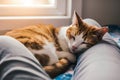 A serene moment where a ginger and white cat curls up for a nap