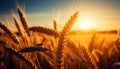 Serene morning glory a breathtaking sunrise over vibrant wheat fields in the gentle morning breeze Royalty Free Stock Photo