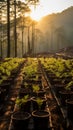 Serene Morning Glow: Enchanting Forest Clearing with Tree Nursery