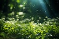 Serene morning sun on summer sky with bokeh nature blur and vibrant green yellow colors