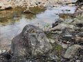 A serene natural scene of a clear stream with rocks and greenery.