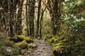 Serene nature pathway through moss-covered forest trees Royalty Free Stock Photo