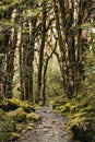 Serene nature pathway through moss-covered forest trees Royalty Free Stock Photo
