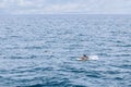 A serene oceanic scene capturing a pilot whale calf alongside its mother, with a solitary seagull in flight above