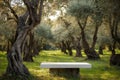 Serene olive grove with a stone bench, surrounded by twisted olive trees bathed in soft sunlight. Royalty Free Stock Photo