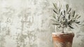 Serene Olive Tree in Terra Cotta Pot Against Textured Wall Background Royalty Free Stock Photo