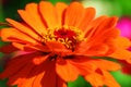 Serene orange zinnia flower in our garden