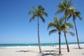 Serene Palm Beach Royalty Free Stock Photo