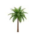 A serene palm tree standing alone on a white background with vibrant green leaves Royalty Free Stock Photo