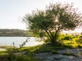 Serene panorama of the calm waters of Panguipulli Lake, from the village of Panguipulli. Patagonian area, Chile