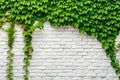 A Serene Panoramic View of a Whitewashed Brick Wall Enveloped by Lush Ivy Vines A Timeless Rustic Landscape Royalty Free Stock Photo