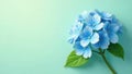 Serene pastel blue hydrangea blossom on a tranquil background, perfect for spring or summer designs and projects that evoke Royalty Free Stock Photo