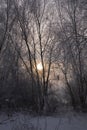 Serene pastel winter morning with white snow and black trees and