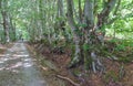 Trail to Ljubicko Brdo, Baske Ostarije, Croatia Royalty Free Stock Photo