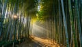 Bamboo Forest Path Serene Nature, Sunlight, and Greenery Royalty Free Stock Photo