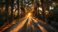 Serene pathway lined with tall date palms creates stunning visual as sun sets, casting warm golden light and long shadows across Royalty Free Stock Photo