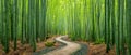 The serene pathway through a lush bamboo forest inviting exploration and tranquility. AI generated image Royalty Free Stock Photo