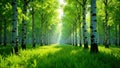 Serene pathway through a lush birch tree grove on a sunny day. Generative AI Royalty Free Stock Photo