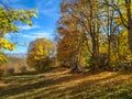 Serene peaceful nature found in the wild forest with colorful trees and golden leaves on the ground decorated with shadows on a Royalty Free Stock Photo