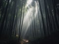 Misty Morning in a Dense Bamboo Forest