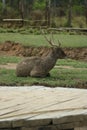 Tranquil Rest: Deer Taking a Break