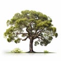 Photo-realistic Oak Tree Illustration On White Background