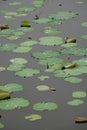 Lily Leaves at Rest: Tranquil Decay