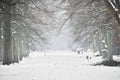 a serene and picturesque scene of a snow-covered path lined with tall, bare trees, creating a sense of calm and the silent beauty