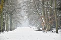 a serene and picturesque scene of a snow-covered path lined with tall, bare trees, creating a sense of calm and the silent beauty