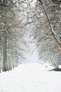 a serene and picturesque scene of a snow-covered path lined with tall, bare trees, creating a sense of calm and the silent beauty