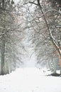 a serene and picturesque scene of a snow-covered path lined with tall, bare trees, creating a sense of calm and the silent beauty